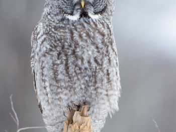 Lapone_DXP5554-Modifier