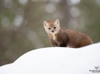 Martre_02I3032-Modifier-copie