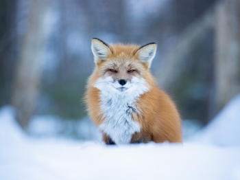 Renard_02I9522-Modifier-Modifier