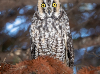 02I0457-Hibou Moyen duc