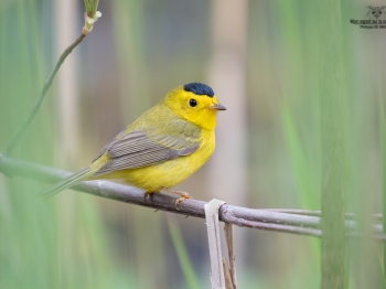 02I4132-Paruline à calotte jaune