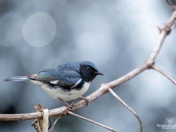 02I4409-Paruline bleue