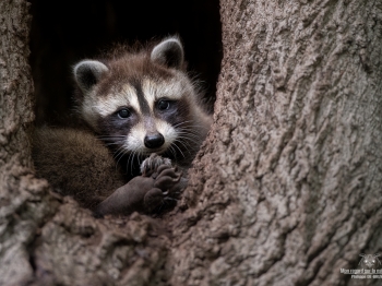 02I6102-Bébé raton laveur