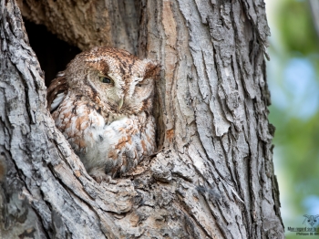 02I6605-hibou petit duc