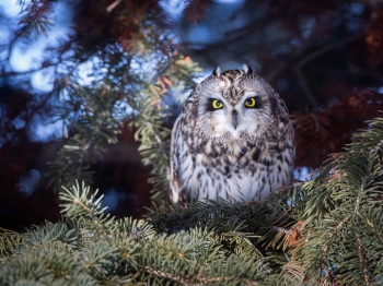 02I9931- hibou des marais