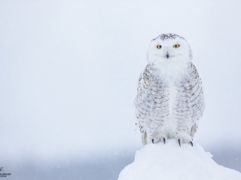 Harfang-des-neiges_DXP7699