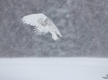 Harfang-des-neiges_DXP8615