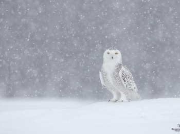 Harfang-des-neiges_DXP8636