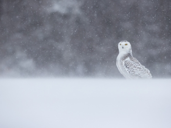 Harfang_DXP8449-Modifier