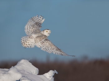 Harfang_DXP9384-Modifier