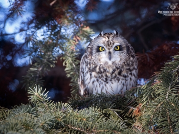 Hibou-des-marais_02I9931