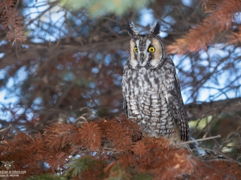 Hibou-moyen-duc_02I0593