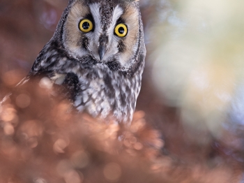 Hibou-moyen-duc_02I0765