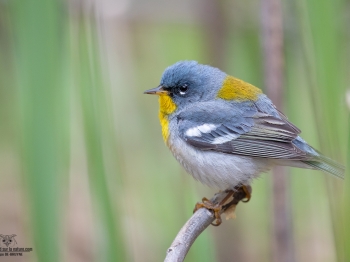 Oiseau_02I4260
