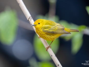 Oiseau_02I4368
