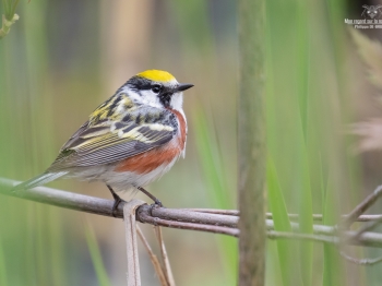 Oiseau_02I4376