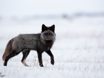 Renard-Argenté_DB_5228