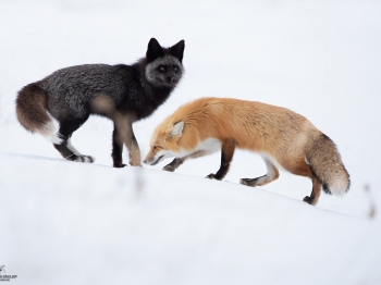 Renard-couple_DB_5999