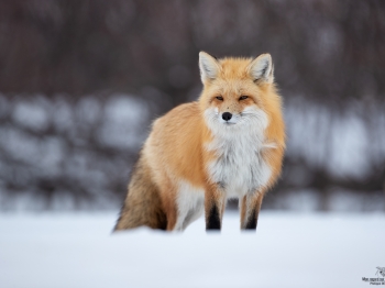 Renard_DB_3800
