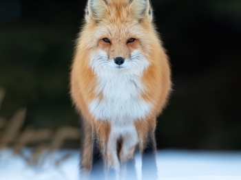 Renard_DB_6924-Modifierinsta-Modifier-Modifier