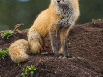 Renard_DXP4511-Modifier