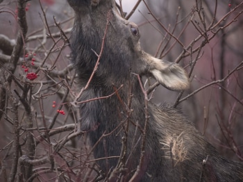 02I3773-Modifier-Modifier