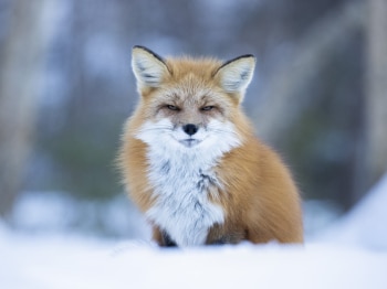 02I9522-Modifier-Modifier