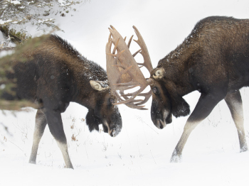 5D4_2117-Modifier-Modifier