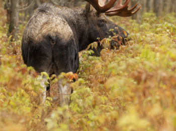 5D4_9025-Modifier-Modifier