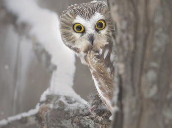 5PL1087-2-Modifier-Modifier