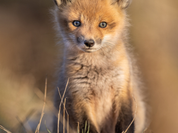 5PL5686-Modifier-copie1