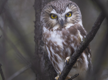 5PL8568-Modifier-Modifier