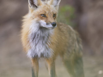 5PM6947-Modifier-Modifier