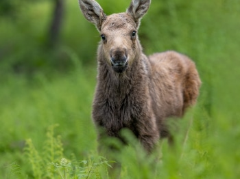 5PM8000-Modifier-copie