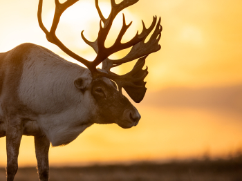 5TN7854-Modifier-copie-2