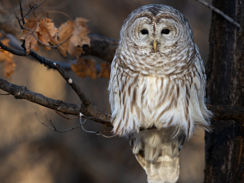 5TN9204-Modifier-copie-2