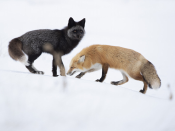 DB_5999-Modifier-Modifier