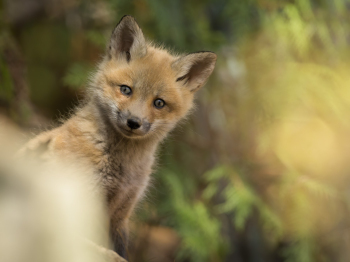 DXP3605-PhotoShop-Modifier