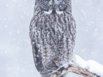 DXP6140-Modifier-Modifier-2-Modifier