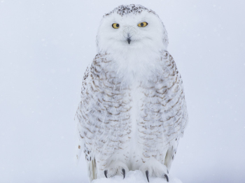 DXP7699-Modifier-Modifier