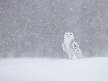 DXP8636-Modifier-Modifier-3