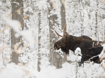 Sans-AbCrom-Avec-accentuation