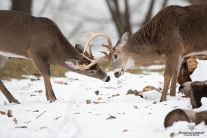cerf-de-virginie_