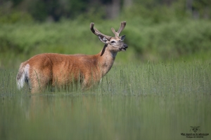 cerf-de-virginie_02I0092-