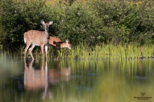 cerf-de-virginie_02I0692-