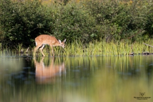 cerf-de-virginie_02I0718-