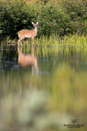 cerf-de-virginie_02I0732-