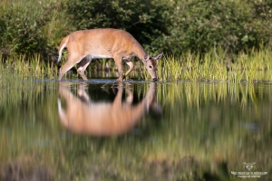 cerf-de-virginie_02I0768-Modifier-copie