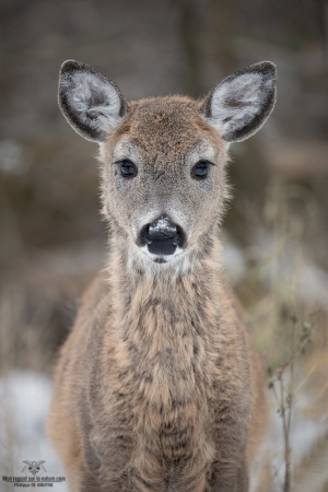 cerf-de-virginie_02I7171-