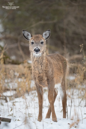 cerf-de-virginie_02I7226-